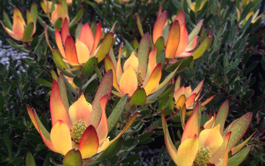 Caring for your Protea Family plants