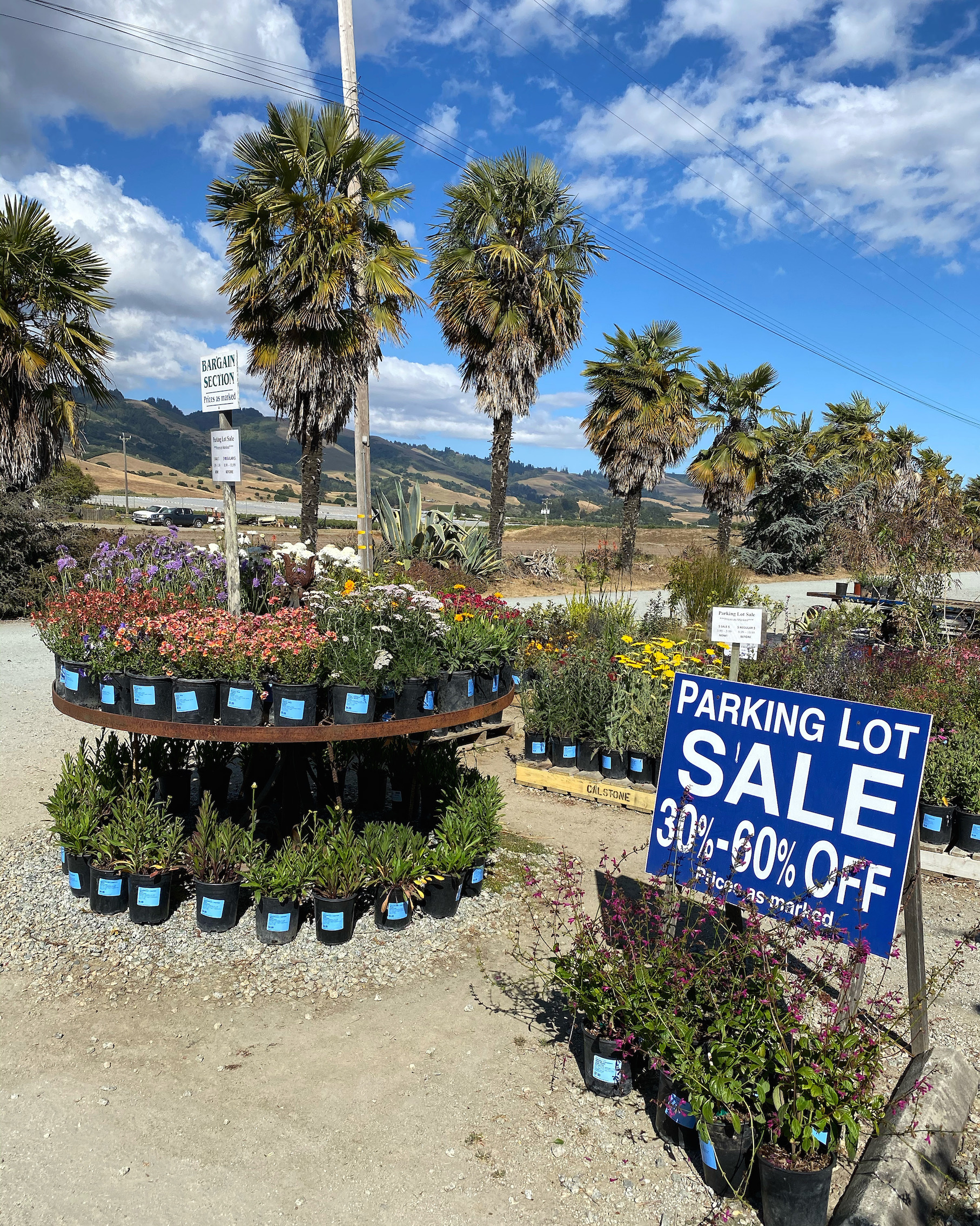 Sierra Azul Plants for California s Mediterranean Climate