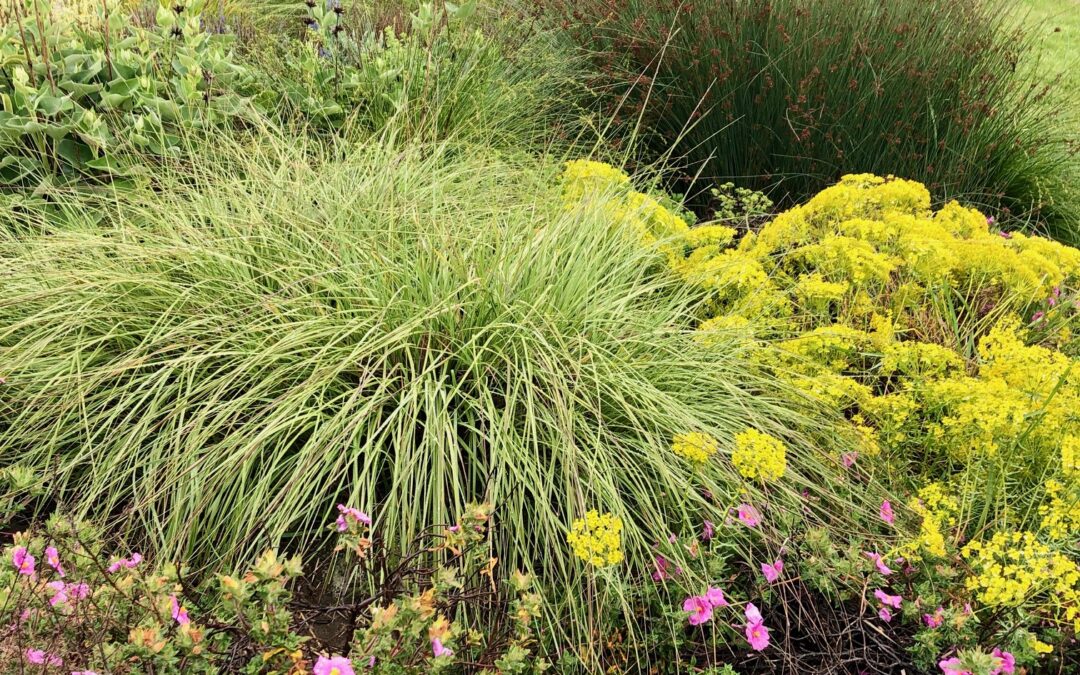 Gardening with Grasses