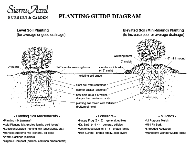 How to Plant based on Soil Drainage