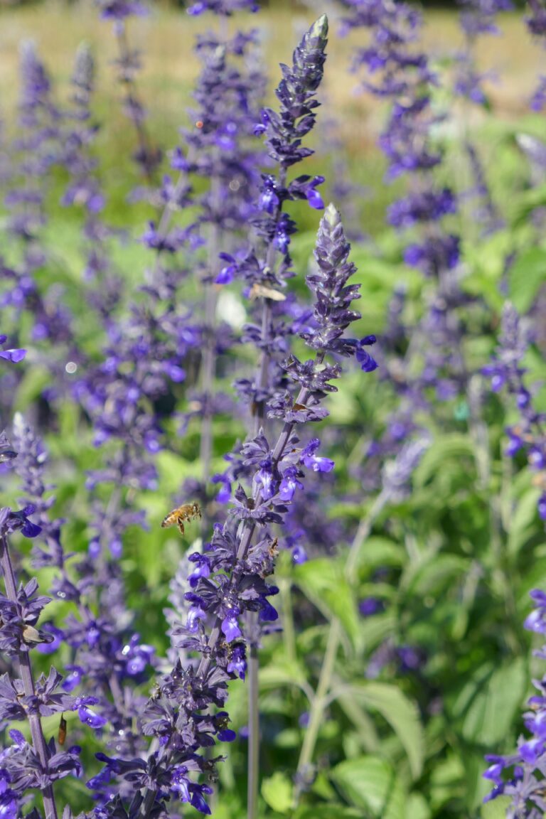 Sierra Azul | Plants for California's Mediterranean Climate