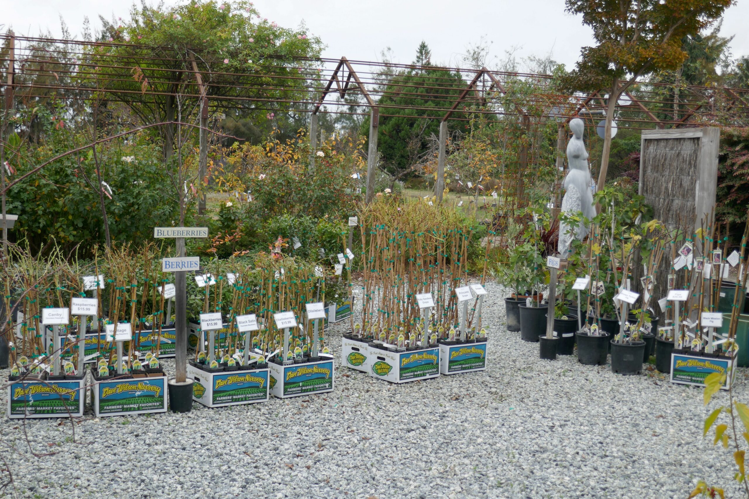 Locally grown fresh Winterberry - Westside Garden Center